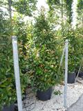 Photinia Serrulata